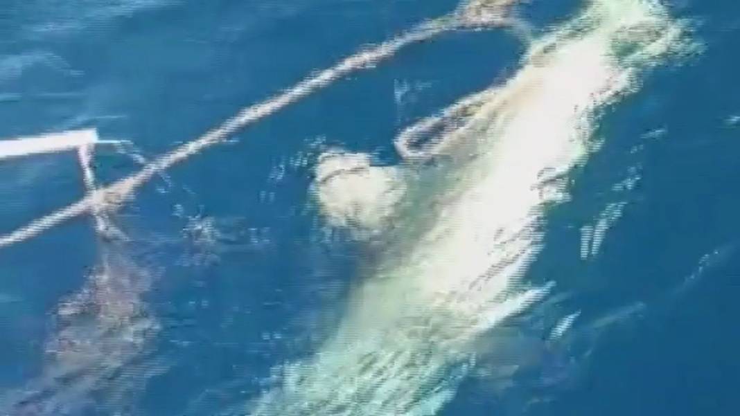 Hatay’da Köpek Balığı Paniği: Botu Batırabilir Diye Korktular! 4